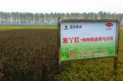 神农金匮方 GABA胚芽灵芝膳食粉 袁农密码 袁农1号
